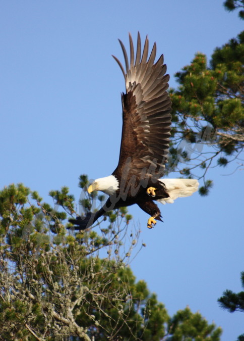 Bald Eagle at Takeoff